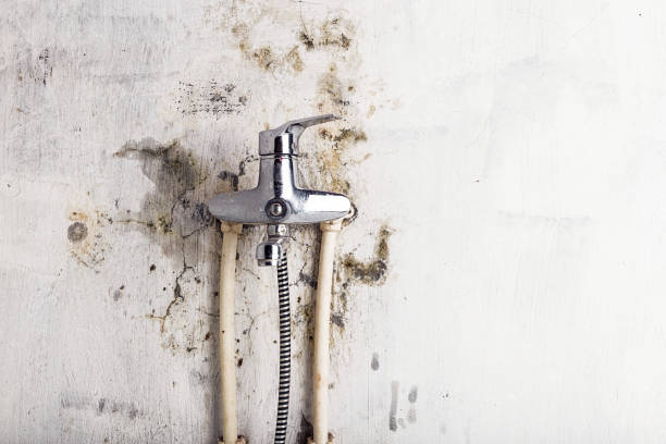 Trusted Monticello, IA Mold Remediation Experts
