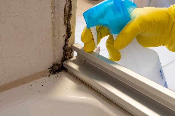 Best HVAC Mold Remediation in Monticello, IA