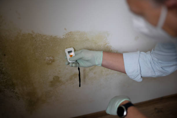 Best Residential Mold Remediation in Monticello, IA