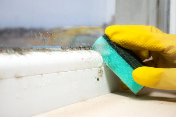 Best Basement Mold Remediation in Monticello, IA