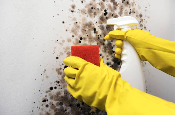 Best Kitchen Mold Remediation in Monticello, IA